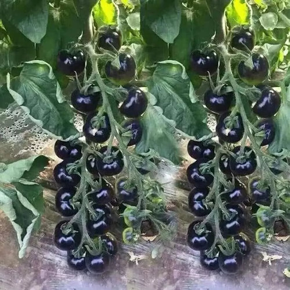 European Black Cherry Tomato Seeds - 30+ Heirloom, Non-GMO, Rare, Sweet - Perfect for Home Gardening