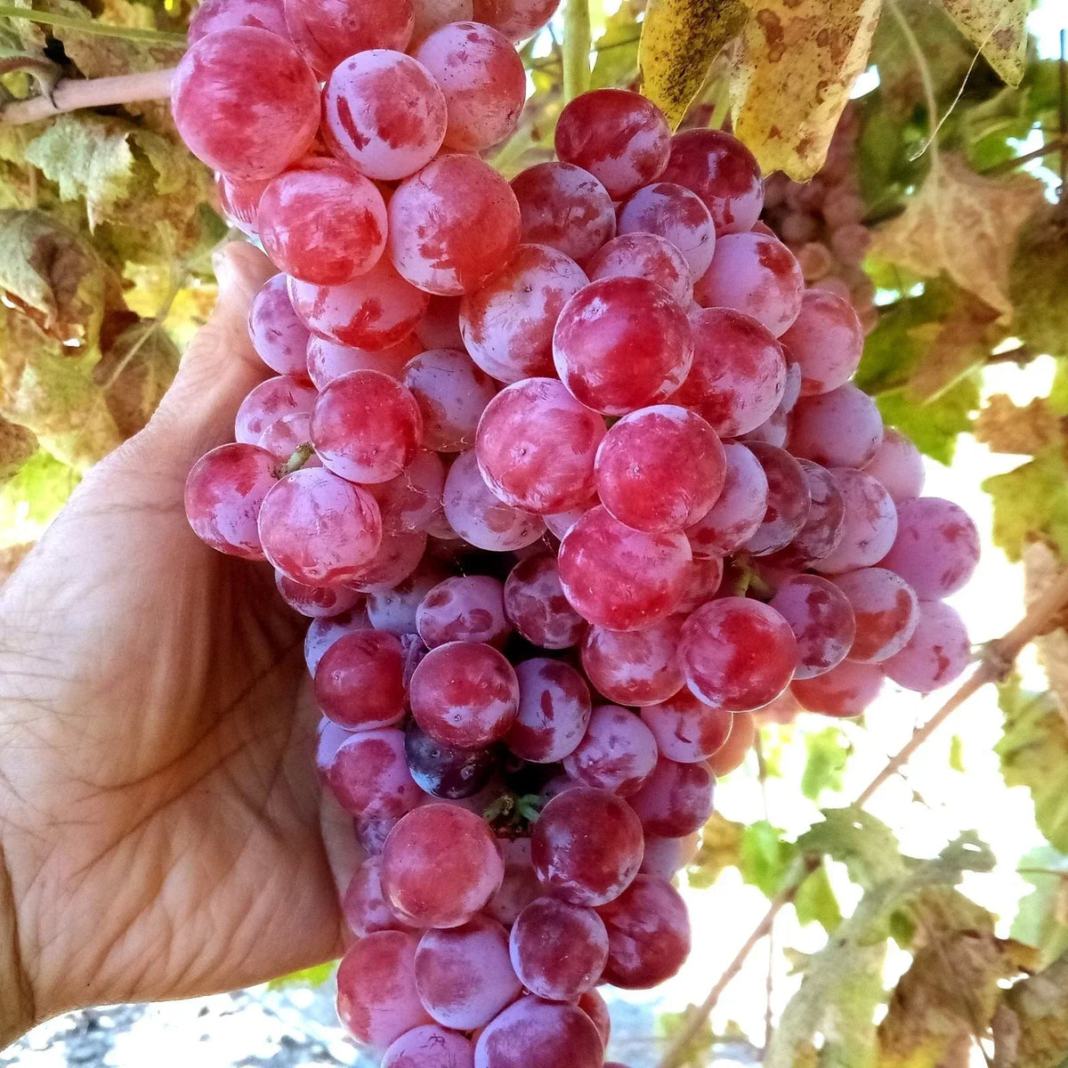 Globe Seedless Grape Vine Cuttings Bulk 50 Vitis vinifera Fruit-Bearing Climbing Vine for Garden and Commercial Use