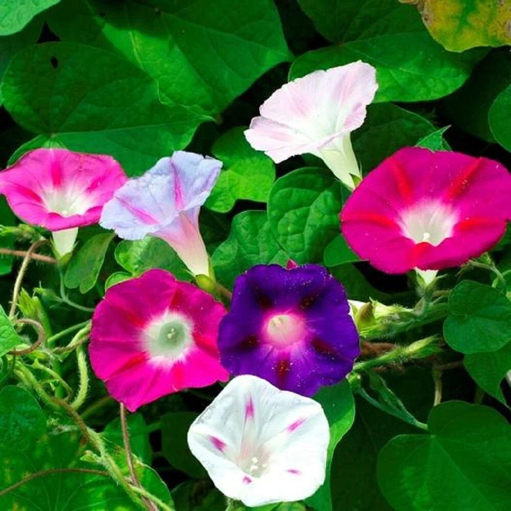 Morning Glory Mixed Flower Seeds, Non-GMO Heirloom, Ipomoea purpurea, Vining, 100 Seeds Pack