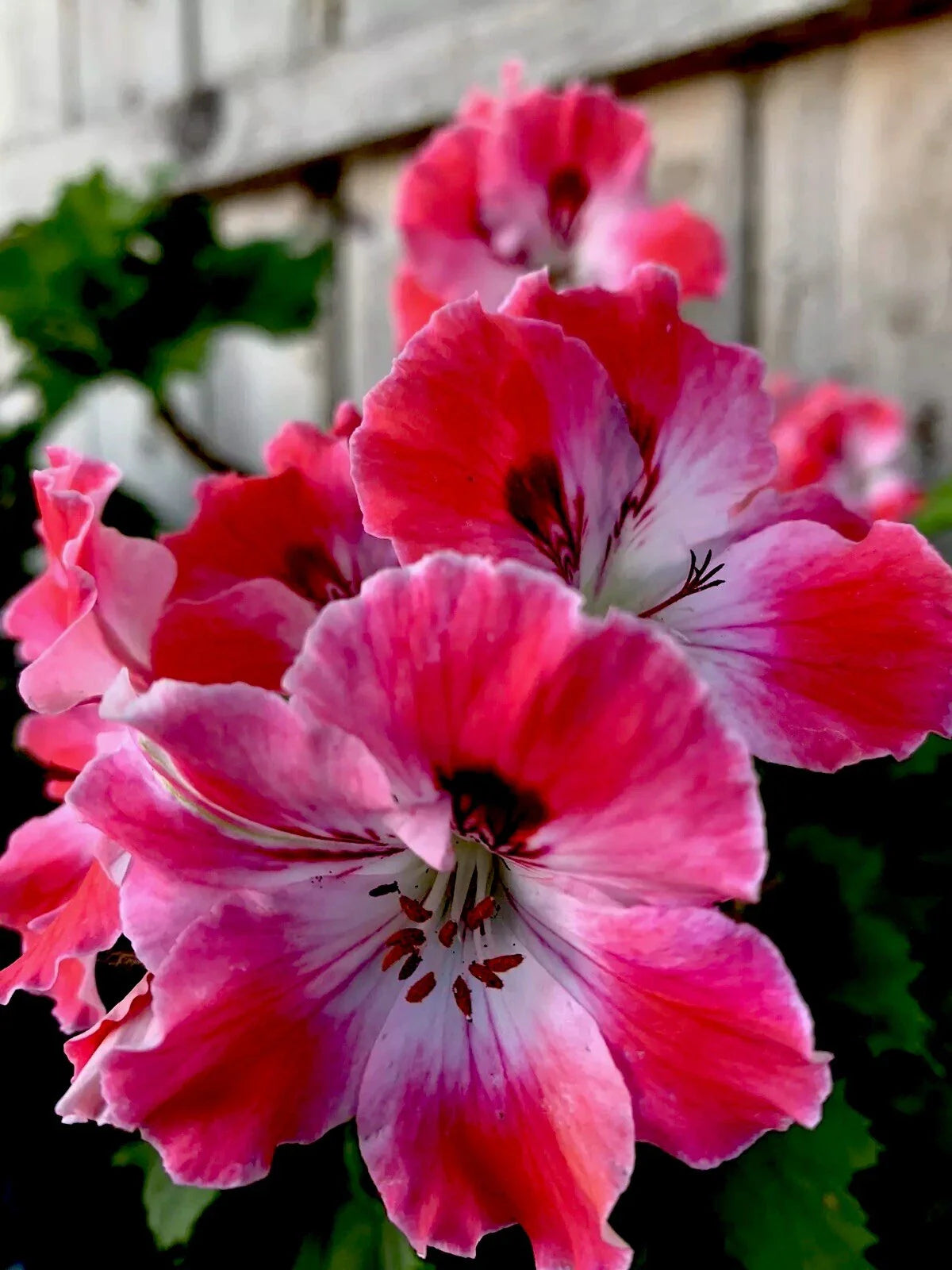 Geranium Live Plant, 12" Tall Reddish Pink/Maroon/White Perennial Pelargonium, 4" Pot