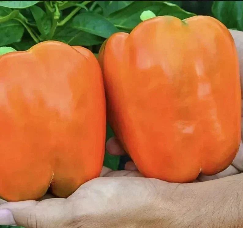 Orange King Bell Pepper Seeds - Heirloom Organic Non-GMO, Sweet Capsicum annuum, 120+ Seeds for Home Gardening
