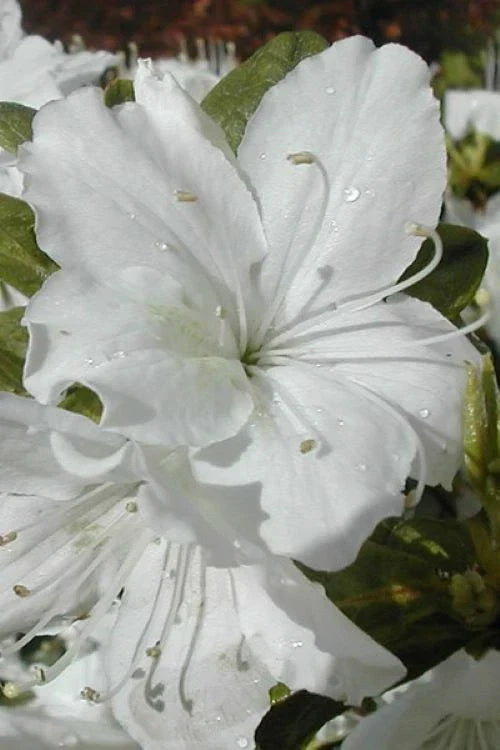 Azalea Starter Plant - Delaware Valley White - Deciduous Rhododendron in 1-Gallon Pot - Pure White Blooms