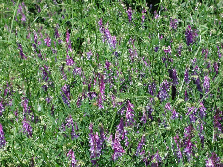 Hairy Vetch Seeds Bulk - Nitrogen Fixer Cover Crop - Companion Plant for Tomato (Vicia villosa)