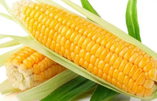 Sweet Golden Bantam Corn Seeds - Organic Non-GMO Heirloom Zea mays for Home Gardening, Fresh Eating & Canning