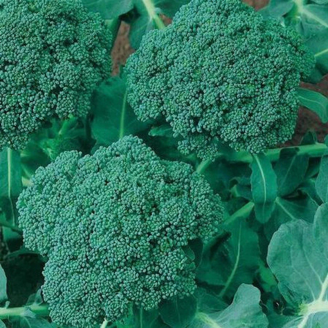 Broccoli Seeds 500+ Calabrese Non-GMO USA Seller, Heirloom, Full Sun, Healthy Heads, Brassica oleracea
