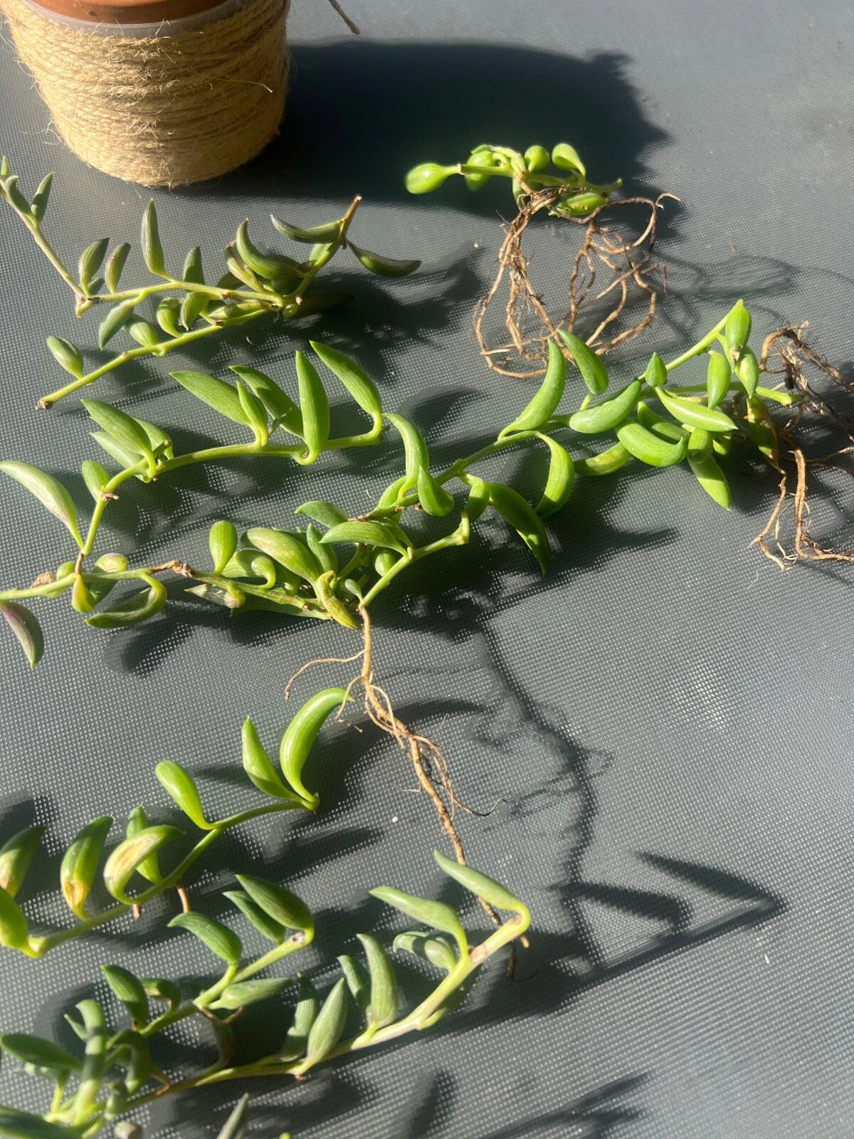 String of Bananas Cuttings Set of 3 - Senecio radicans - Easy Care Succulent Plant Cuttings for Propagation and Home Decor