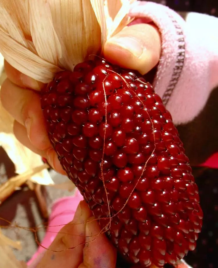 Strawberry Ruby Corn Seeds - 30+ Heirloom Organic Popcorn Seeds - Sweet & Rare - Zea mays everta
