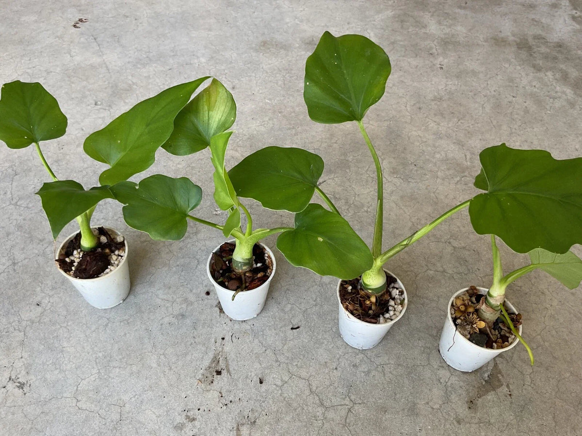 Philodendron Warscewiczii Aroid Houseplant in 1.5” Pot - Tropical Indoor Plant with Unique Roots and Leaves