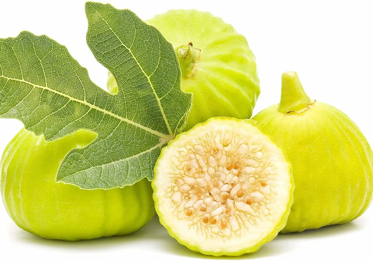Marseilles Fig Plant - Live Rooted Starter - Self-Pollinating - Ficus carica - 10-12 ft - Zones 7-9 - Potted Plant, Heat-Tolerant
