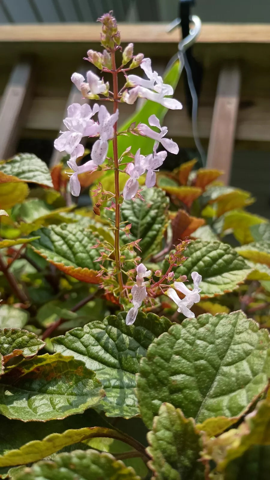 Purple Swedish Ivy Cuttings with Roots - Ready to Plant - Plectranthus verticillatus - No Pot Included