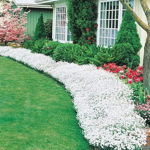 Snow in Summer Seeds 250+ Count | Cerastium tomentosum Ground Cover
