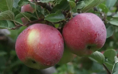 Empire Apple Seeds - 25+ Pack for Garden Planting - Malus domestica - USA Grown - Non-GMO