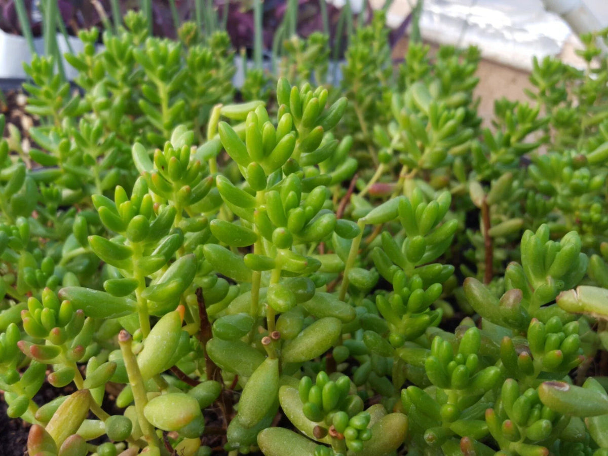25 Assorted Succulent Leaf Cuttings for Rooting - Variety Mix - Ideal for Propagation and Gardening