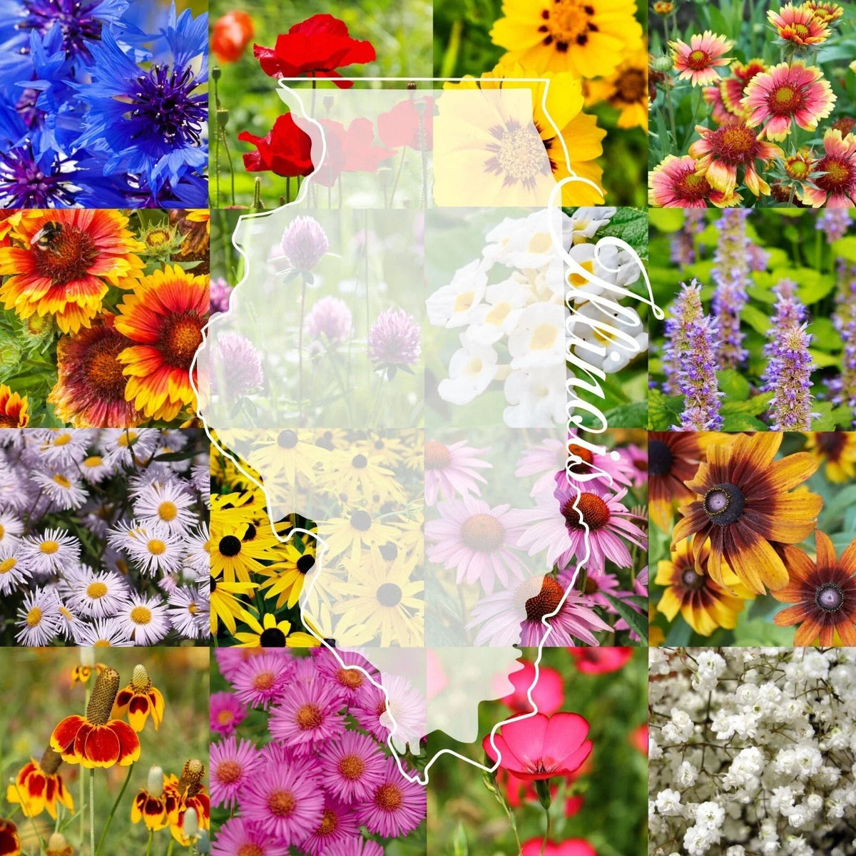 Illinois Wildflower Seed Mix 1 lb Bulk – Native Wildflower Blend for Pollinators & Biodiversity