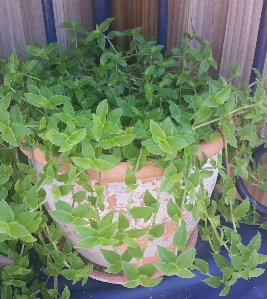 Callisia Cordifolia Green Trailing Wandering Jew Plant - Flowering Inch Plant - Low Maintenance Houseplant