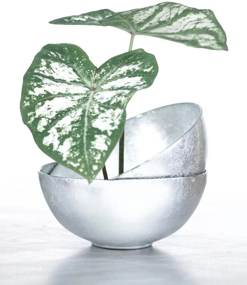 Caladium Bulbs - 6 White Majesty - Hardy Perennial Elephant Ears for Shade Gardens