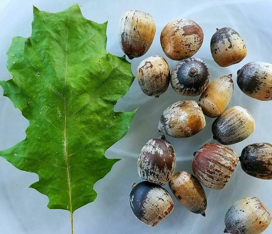 Eastern Black Oak Acorns Seeds - 50 Count - Quercus velutina - Mature Height 50-70 Feet - Hardy Zones 4 to 8