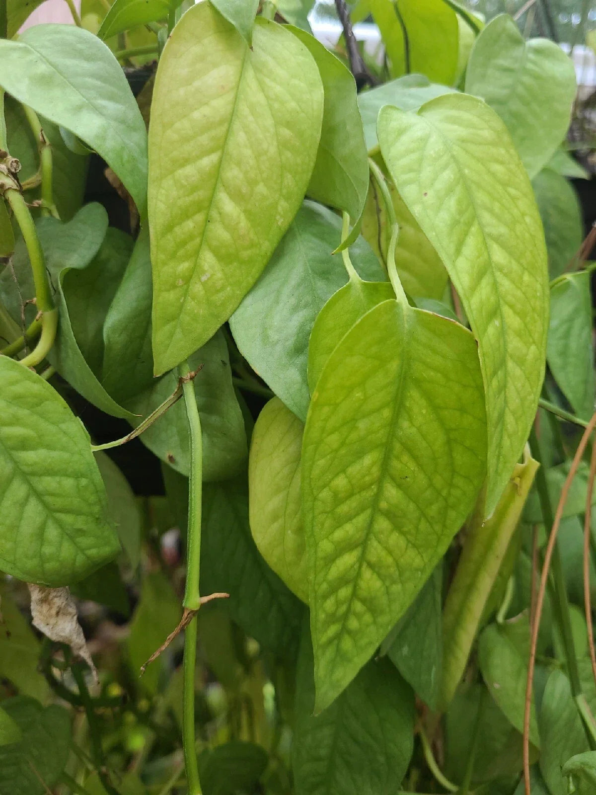 Cebu Blue Pothos Cutting - Unrooted 4 Node Epipremnum Pinnatum Indoor Houseplant Propagation