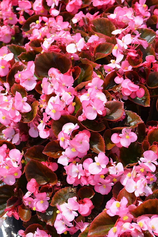 Begonia Seeds 1000 Count Cocktail Gin PT (Begonia) - Non-Shipping to California, USA Only, Ideal for Gardening Enthusiasts