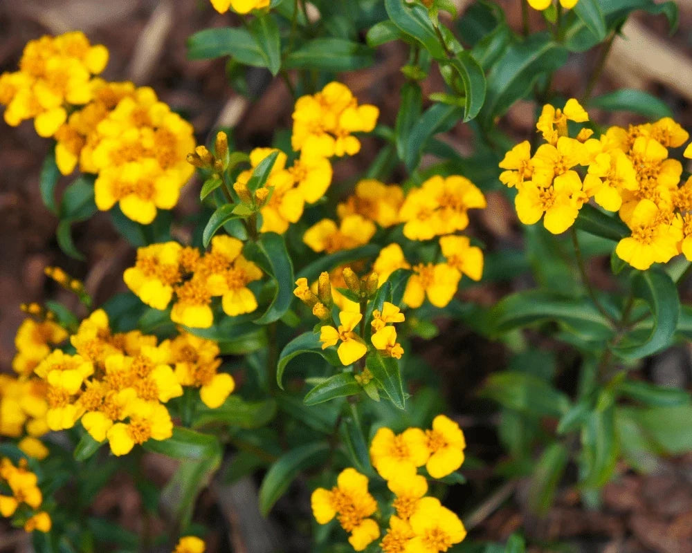 Mexican Tarragon Seeds - NON-GMO, Texas Tarragon, Mexican Mint Marigold, Tagetes lucida, Herb Seeds, Culinary Herb, Drought-Resistant