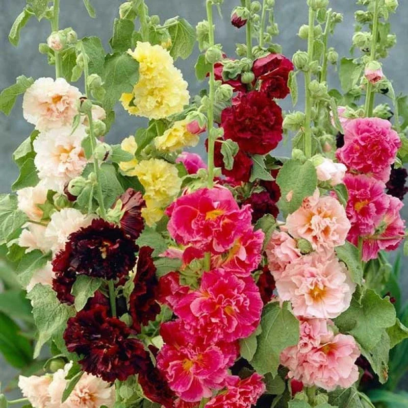 Hollyhock Seeds - Summer Carnival Mix - 22 Seeds - Alcea rosea - Colorful Garden Flowers for Borders & Cut Flowers