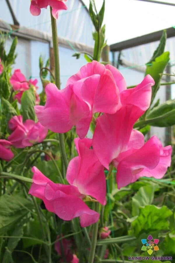 Evie Jones Sweet Pea Seeds - 50+ Pack for Garden Planting - Lathyrus odoratus - USA Free Shipping
