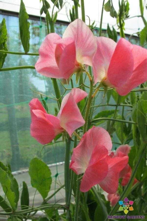 June Sweet Pea Seeds - 50+ Pack for Garden Planting - Lathyrus odoratus - Non-GMO, USA, Free Shipping