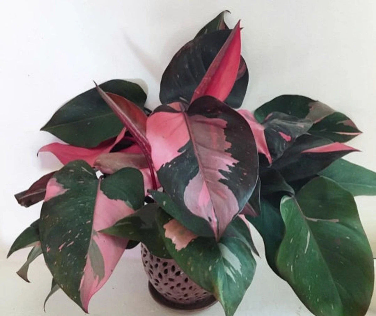Pink Princess Variegated Philodendron Small Rooted Starter Plant - Rare Houseplant for Indoor Gardens - Philodendron 'Pink Princess'