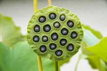 Lotus Seeds for Planting - 10 Pack - Aquatic Flowering Variety - Nelumbo nucifera - Ideal for Koi Ponds & Outdoor Water Gardens