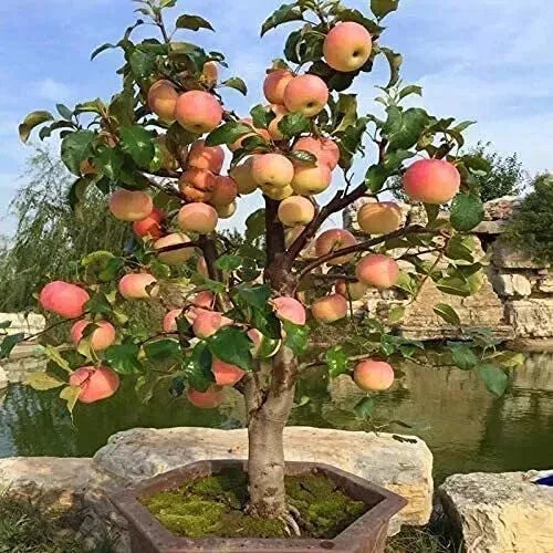 Dwarf Bonsai Apple Tree Seeds - Pack of 20 - Indoor Miniature Fruit Tree - Malus domestica