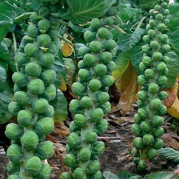 Brussels Sprouts Seeds | Long Island Improved | Non-GMO, Heavy Yields | Brassica oleracea