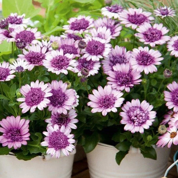 Cape Daisy Seeds - 50+ Violet & White Osteospermum Varieties - USA