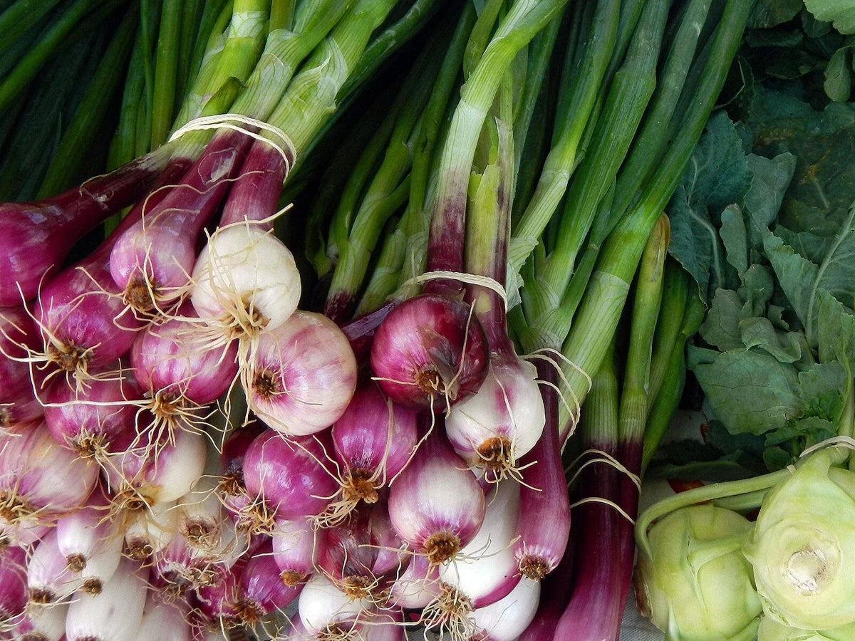 Scarlet Bandit Bunching Onion Seeds - Red Bunching Scallions - Allium fistulosum - Heirloom Vegetable Seeds