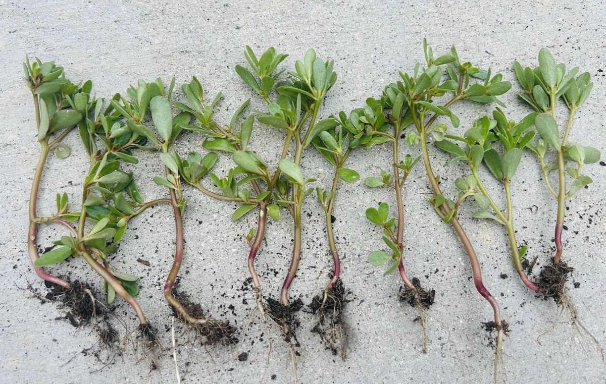 Edible Purslane Live Plant, Organic Starter Plant, Portulaca oleracea - Healthy Outdoor Garden Herb