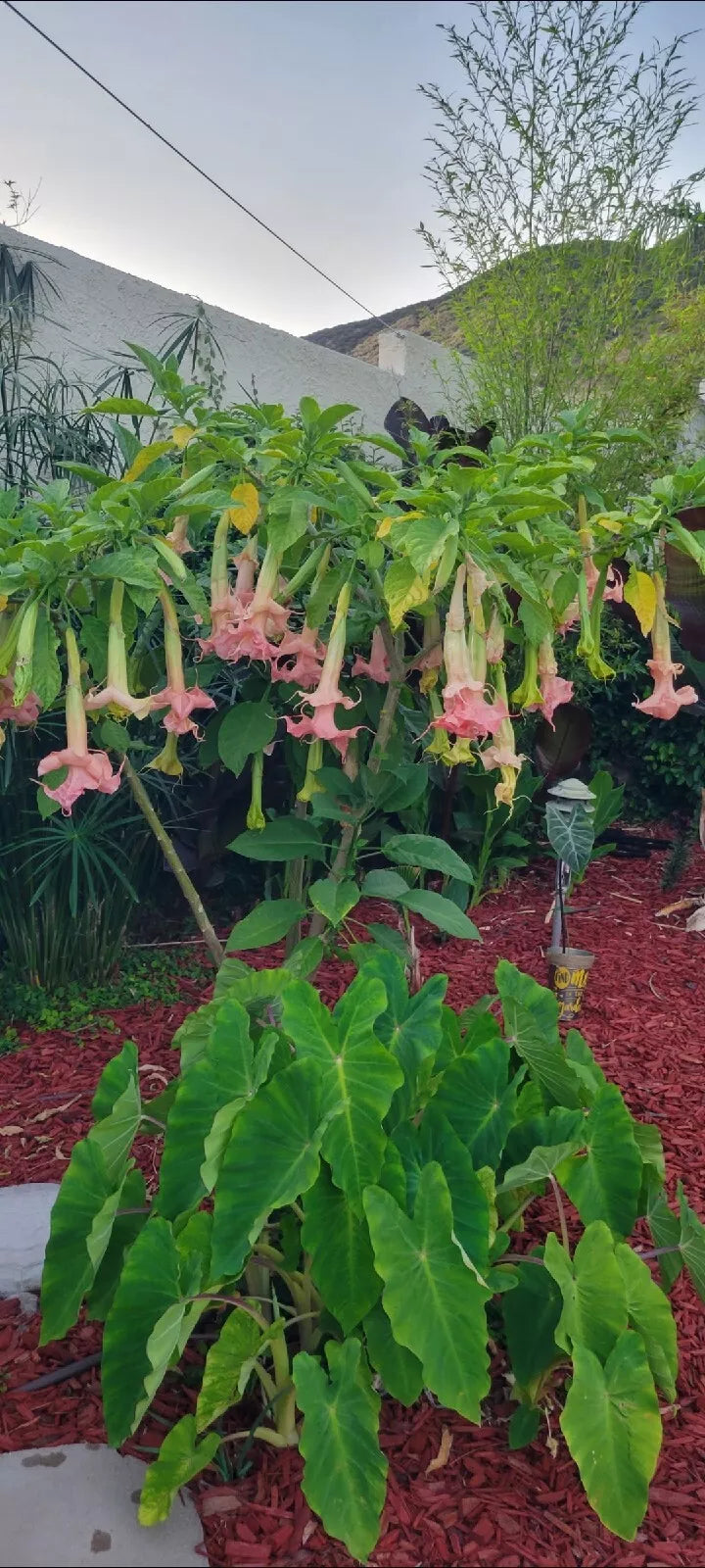 Angel Trumpet Cuttings (2) - Tropical, Unique, Fragrant Brugmansia Unrooted