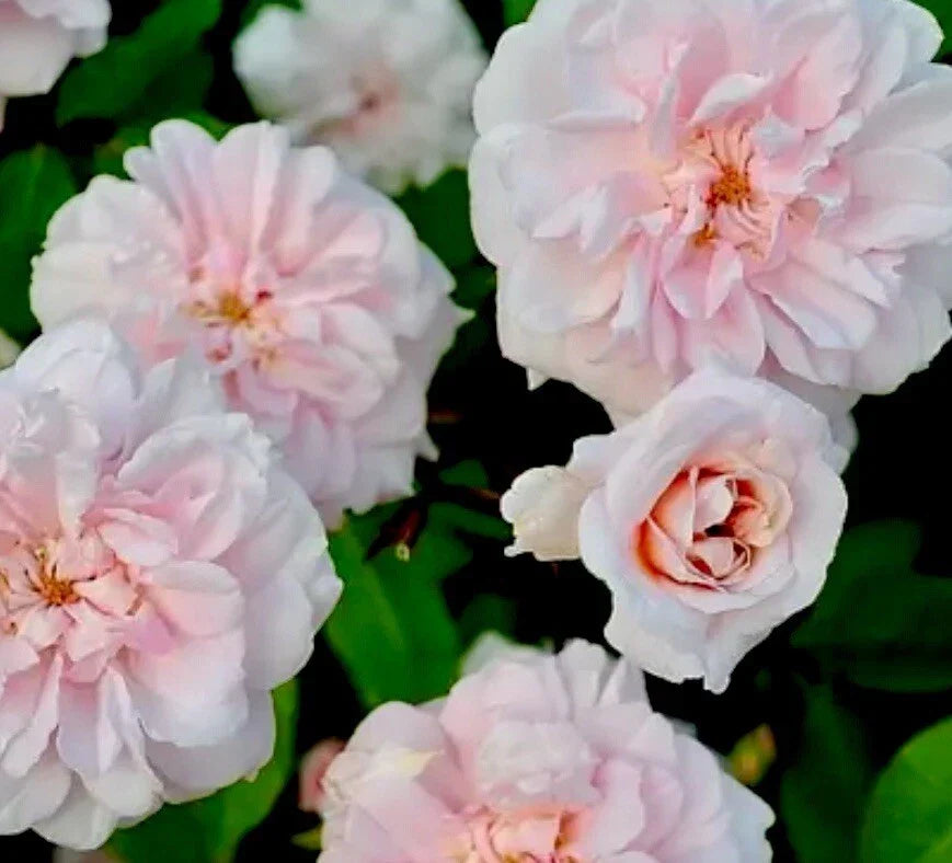 Heirloom Cecile Brunner Rose Cuttings – 16 Premium Fragrant Pink Bushes Rosa 'Cecile Brunner'