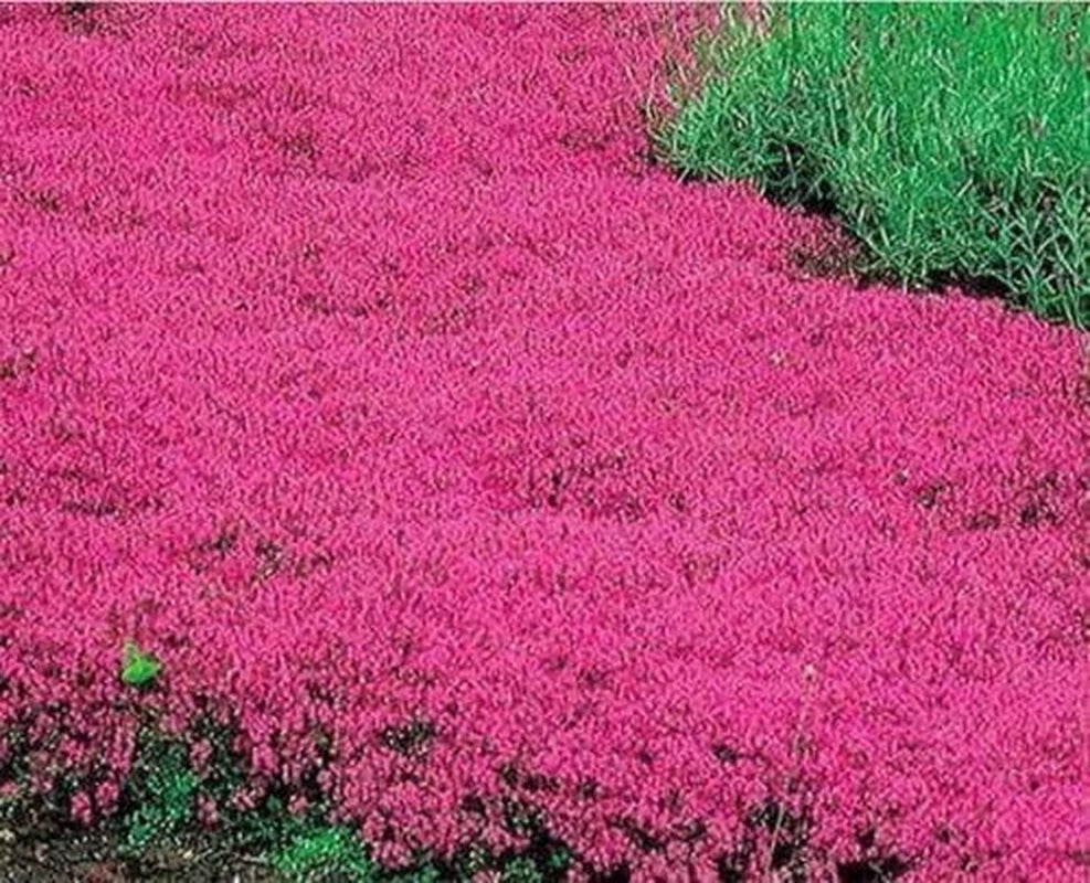 Red Creeping Thyme Seeds - 20,000+ Non-GMO Heirloom Ground Cover Perennial Thymus serpyllum