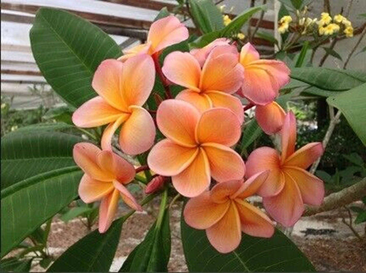 Plumeria Seeds - 5 Light Pink Orange Flower Seeds - Perennial Plants - Frangipani (Plumeria spp.)