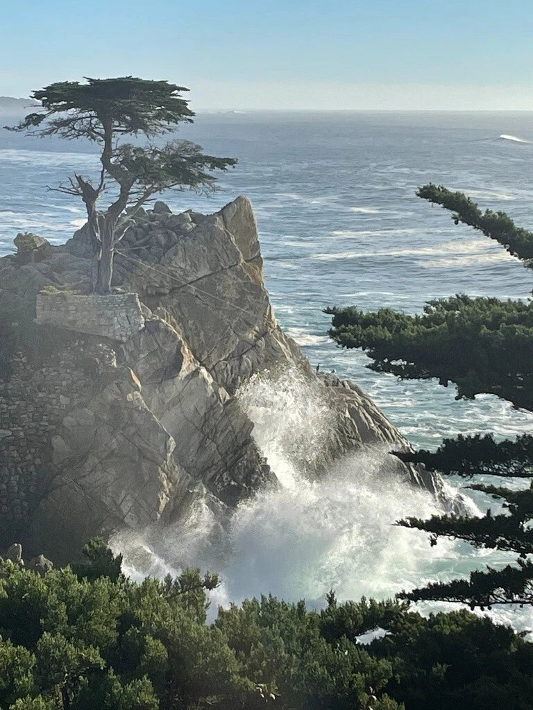 Monterey Cypress Seeds - Cupressus macrocarpa - Drought-Tolerant Evergreen Tree Seeds for Landscaping and Garden Growth