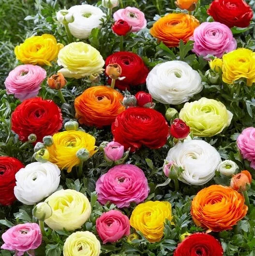 Ranunculus Seeds Packet of 60 - Persian Buttercup, Vibrant Colors, Garden Flower Seeds, Ranunculus asiaticus, USA Grown