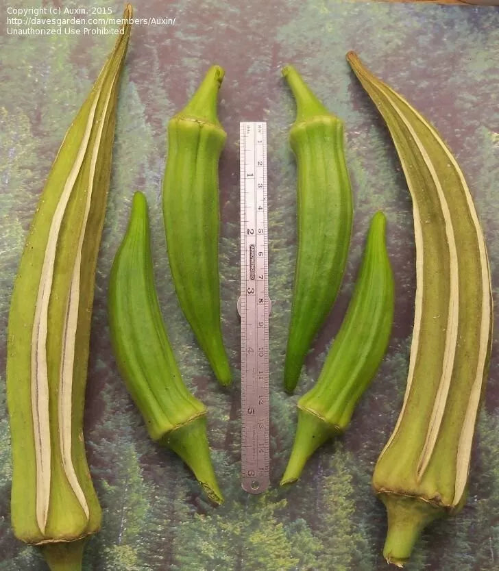 Louisiana Longhorn Cowhorn Okra Seeds - Heirloom, Non-GMO, Pack of 25+ Abelmoschus esculentus