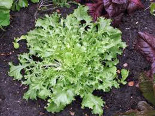 Heirloom Lettuce Seeds, Broadleaf Batavian Variety, 25+ Non-GMO Seeds for Organic Gardening, Salad Greens, Cichorium endivia