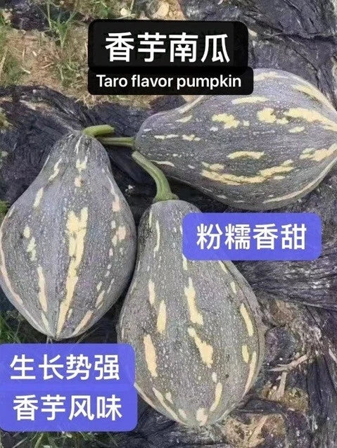 Taro Flavor Pumpkin Seeds - Heirloom XiangYu Nangua Chinese Winter Squash Seeds - Non-GMO, USA Grown, Culinary, Vining, Cucurbita moschata