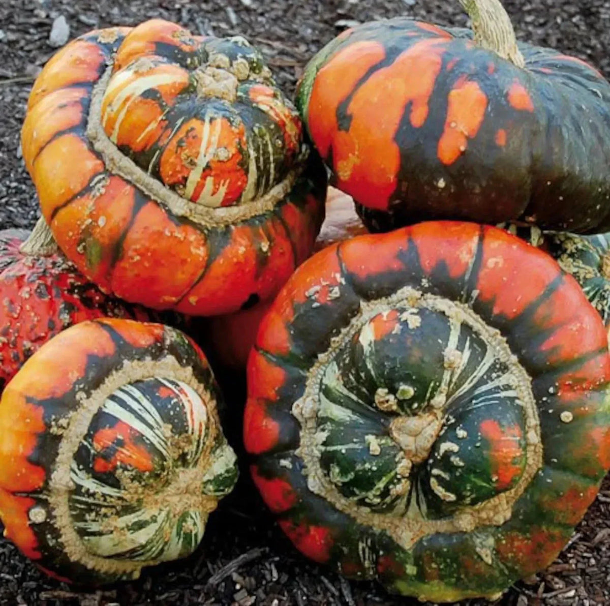 Turk's Turban Pumpkin Gourd Seeds – Heirloom Organic Non-GMO Cucurbita maxima, Decorative & Culinary, 25 Pack