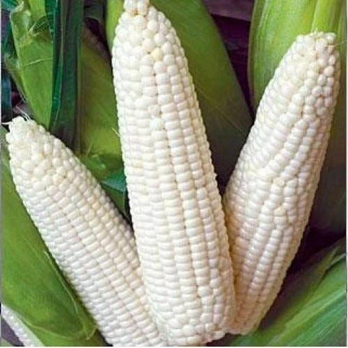 Heirloom White Corn Seeds 25 Ct Non-GMO Zea mays Trucker's Favorite Vegetable Garden