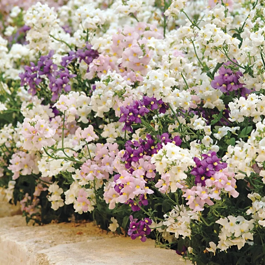 Nemesia Poetry Perennial Mix Seeds - 200 Organic Fresh Seeds for Garden Planting - Nemesia spp.