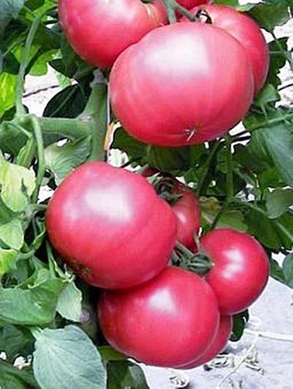 Tomato Slicer Seeds 500 Count Chef's Choice Pink (Solanum lycopersicum) - Giant Scarlet Beefsteak Variety, Juicy & Tasty