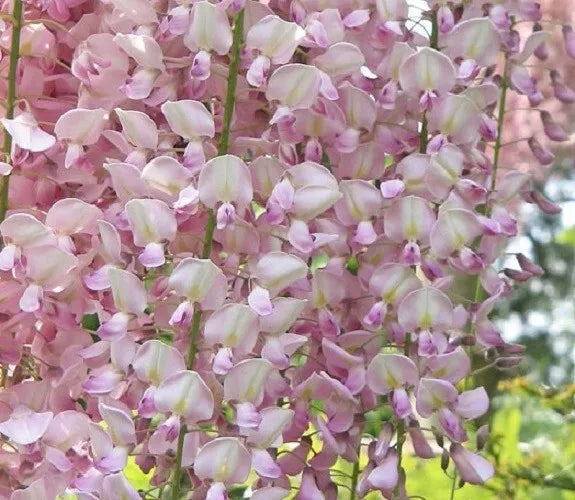 Light Pink Wisteria Seeds - 5 Perennial Climbing Flower Seeds (Wisteria sinensis) - USA Seller
