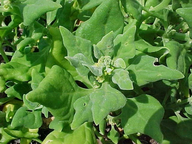 Spinach Seeds - New Zealand Spinach Tetragonia tetragonioides - Organic, Non-GMO, Fresh Seeds for Home Gardening