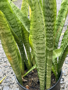 Sansevieria Starter Leaf Cuttings - 3 Organic Hawaii Grown Snake Plant Cuttings - Mother-in-Law's Tongue
